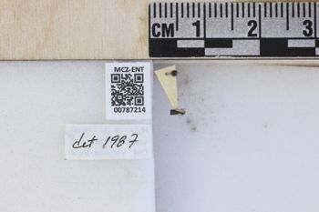 Media type: image;   Entomology 787214 Aspect: labels